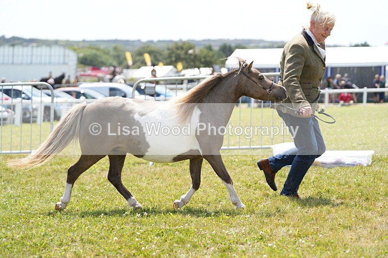 DSC06560 - Class 57: Miniature Horse 4yrs & over