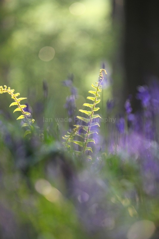  - Woodland scenes & flowers