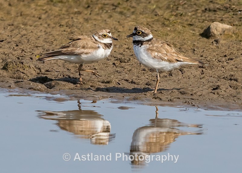 Astland Photography, Bird and Wildlife Images, Susan and Peter Wilson, U.K.