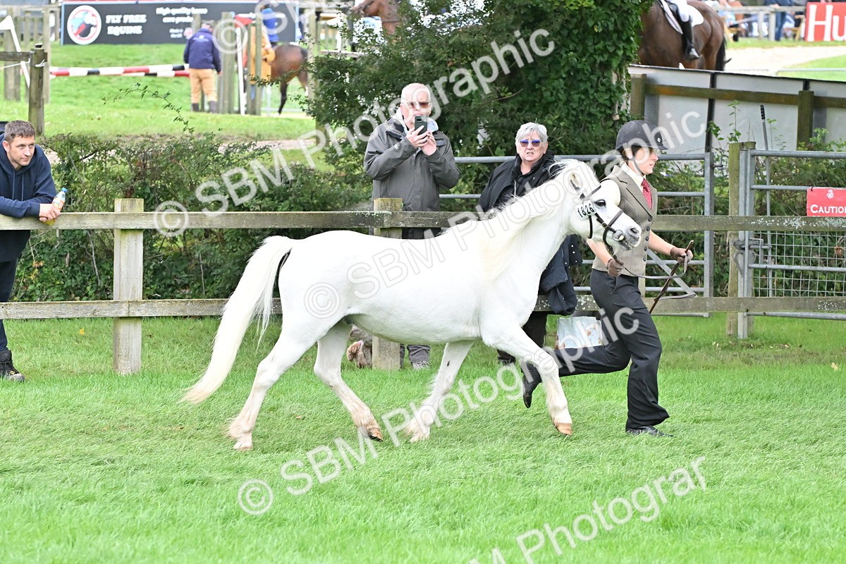 SBM_61027 - S48 - Mountain & Moorland In Hand Small Breeds
