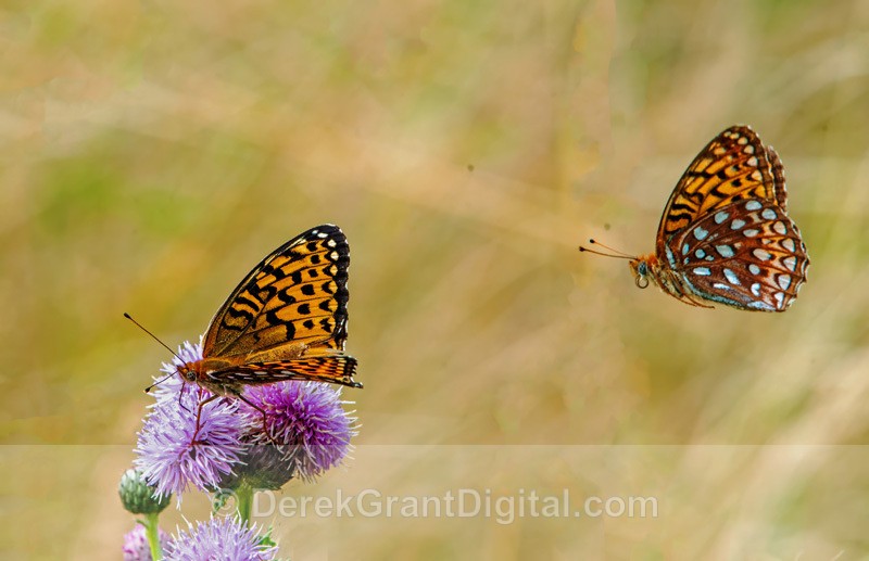 In Hot Pursuit - Atlantis Fritillaries - Butterflies & Moths of Atlantic Canada
