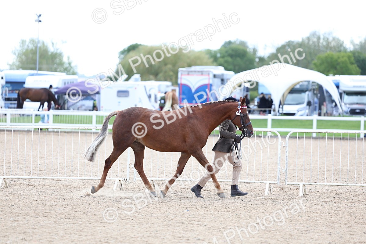 SBM_15342 - Class 312 - IH Competition Horse-Pony