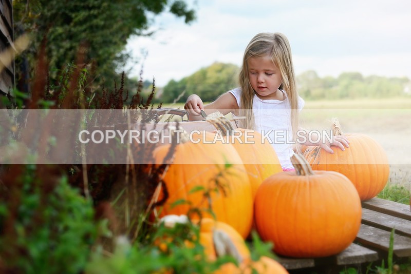 DSC_8681-3 copy - SEASONAL OUTDOOR SHOOTS - PUMPKINS