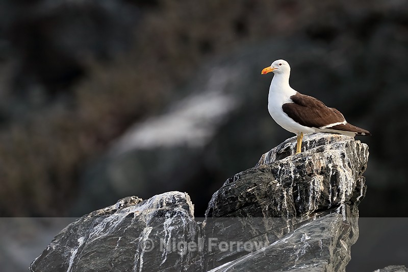 Kelp Gull (adult), Chanaral Island, Chile - Kelp Gull