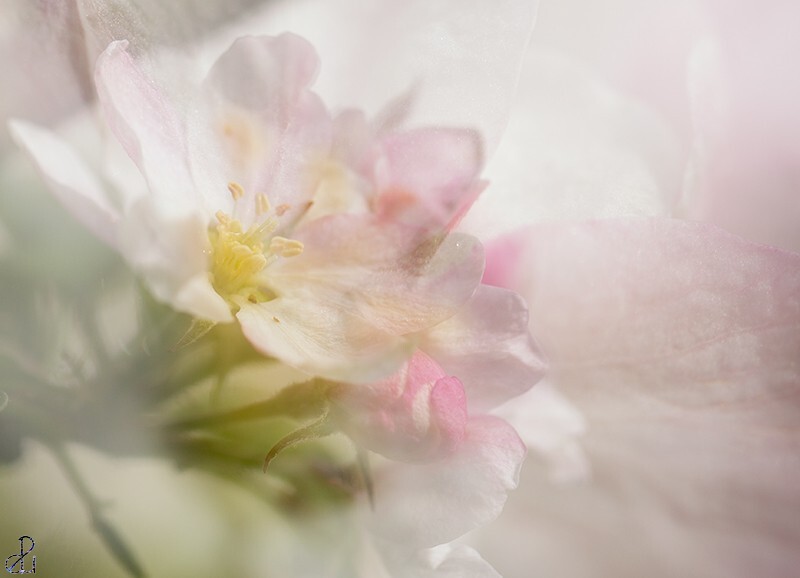 Flower photography by Diana Uzun