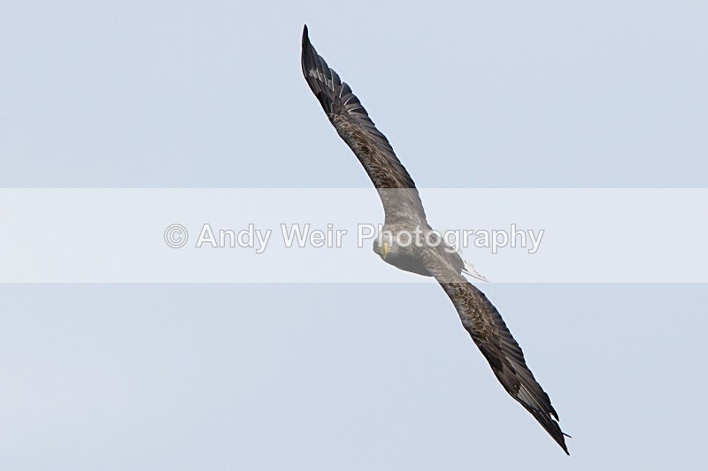 20120529-_MG_9132 - White Tailed Eagle