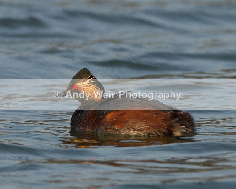 20110328-IMG_2955 - Black-necked Grebe