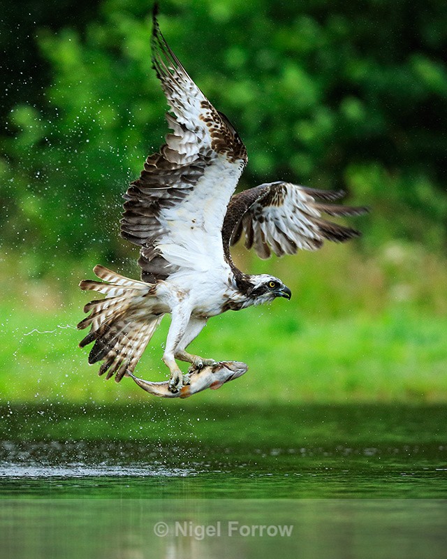 Scottish Osprey in flight with a trout at Rothiemurchus - Osprey