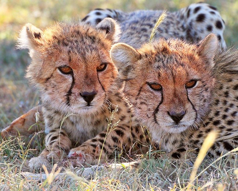 Close-up of two Cheetah cubs with a bone - Cheetah