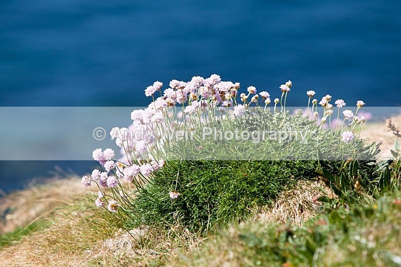 20120531-_MG_0049 - Plants & Flowers