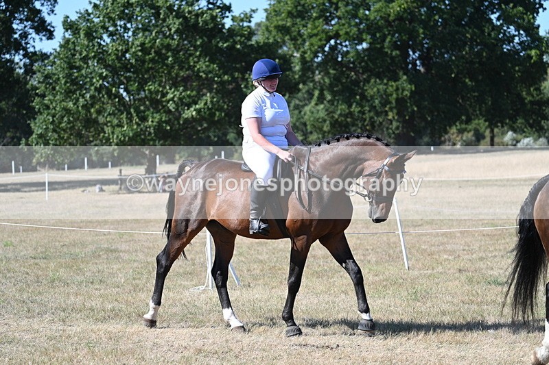 WJ7_1723 - Class 42 Most Handsome Gelding