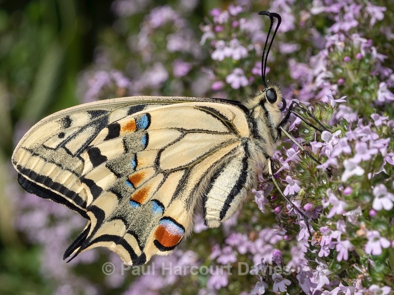 Common Swallowtail, (Papilio machaon)  - Ten Metres from Home 2021
