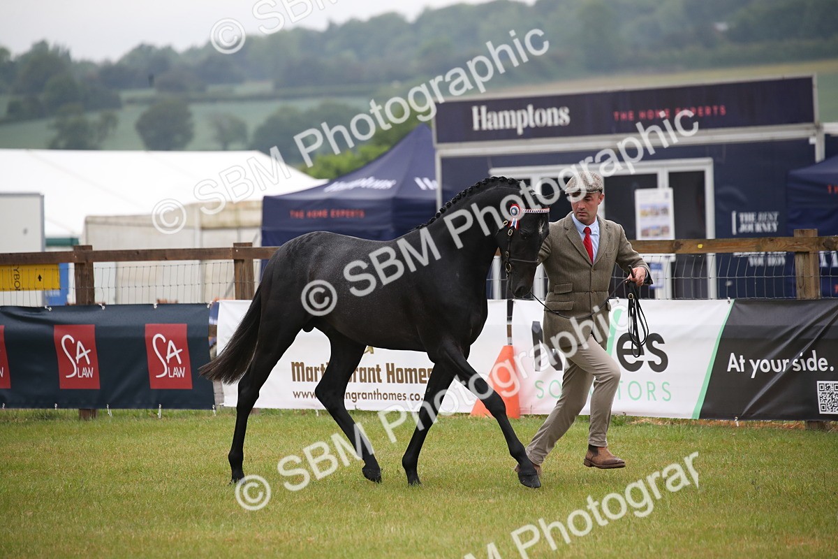 SBM_00036 - Class 17-20 - Arab & Part Bred - Anglo Arab In Hand