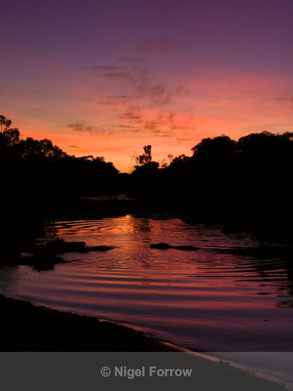 Silhouette of a Hippo creating waves in a river at sunset - Hippopotamus