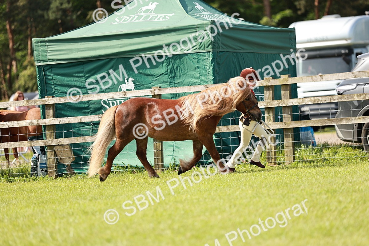 SBM_01809 - Class 14-23 - Mountain & Moorland In Hand Non Welsh