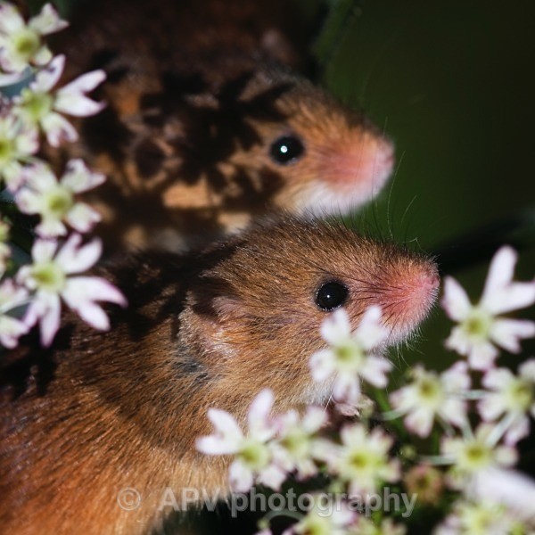 _DSC8314glam - Bob's Harvest Mice.