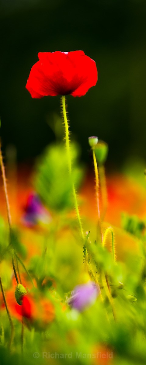 - Flowers