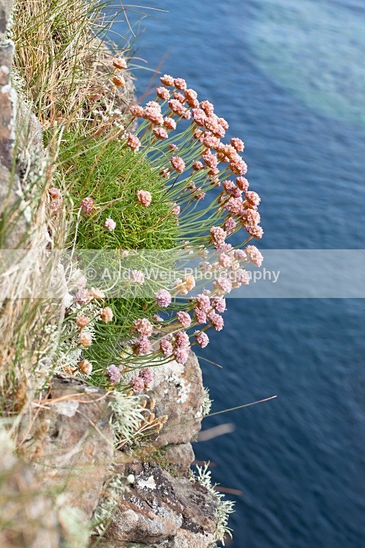 20120531-_MG_9945 - Plants & Flowers