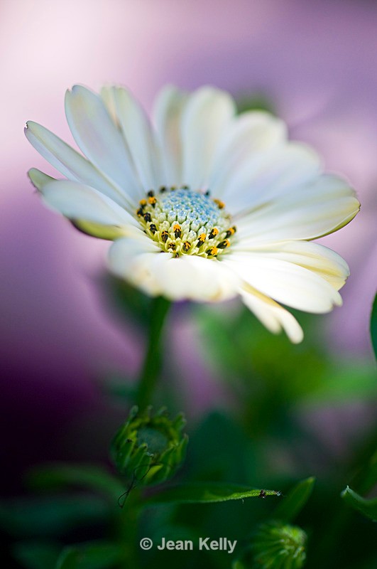African Daisy - 1672 - White