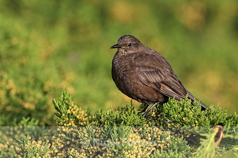 Blackish Cinclodes perched on conifer, Carcass Island, Falklands - Tussockbird (Blackish Cinclodes)