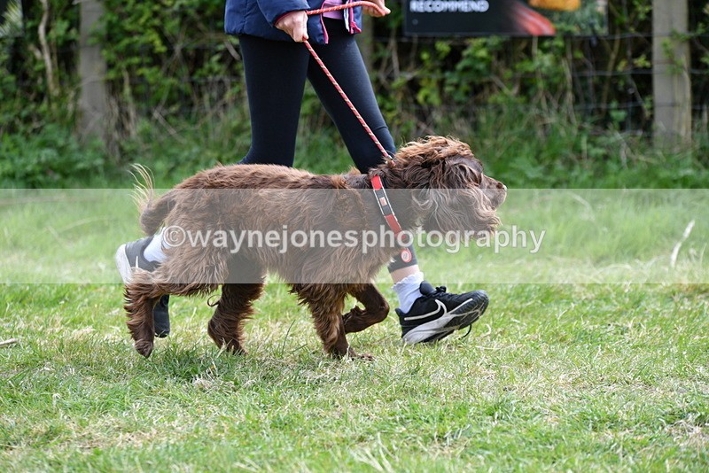 WJ5_9579 - Class 3 Most Handsome Dog