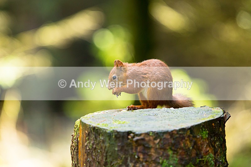 20141010-3K8A6740 - Red Squirrel