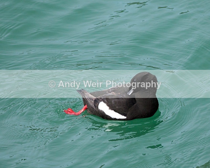 20110614-IMG_4670 - Guillemots