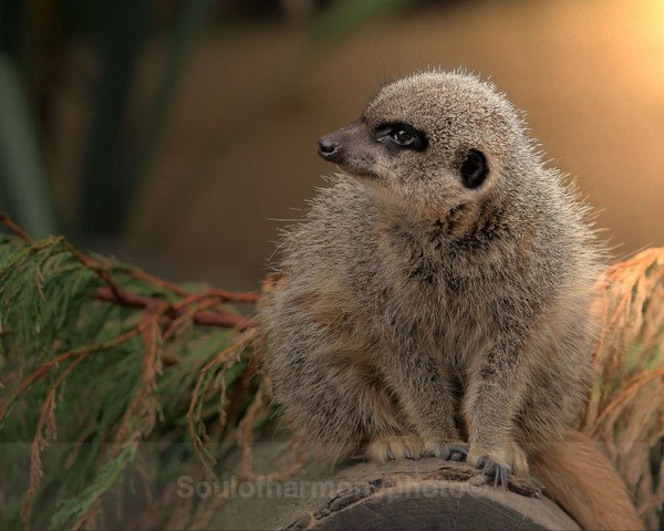 Male Meerkat - Captured Wild life/Domestic/ livestock Animals
