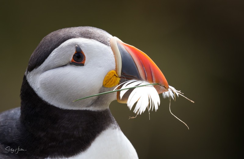 Cute Puffin 25