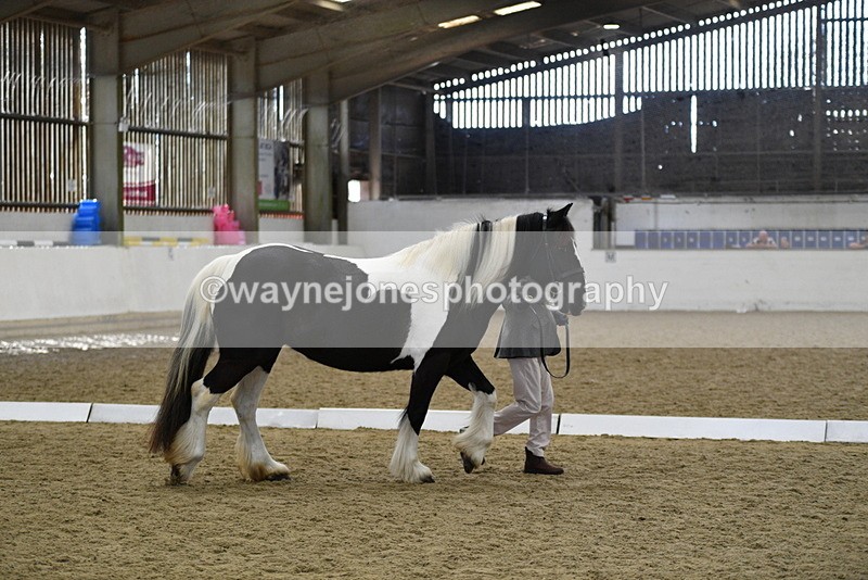 WJ5_4986 - Class 7 In hand coloured / odd coloured