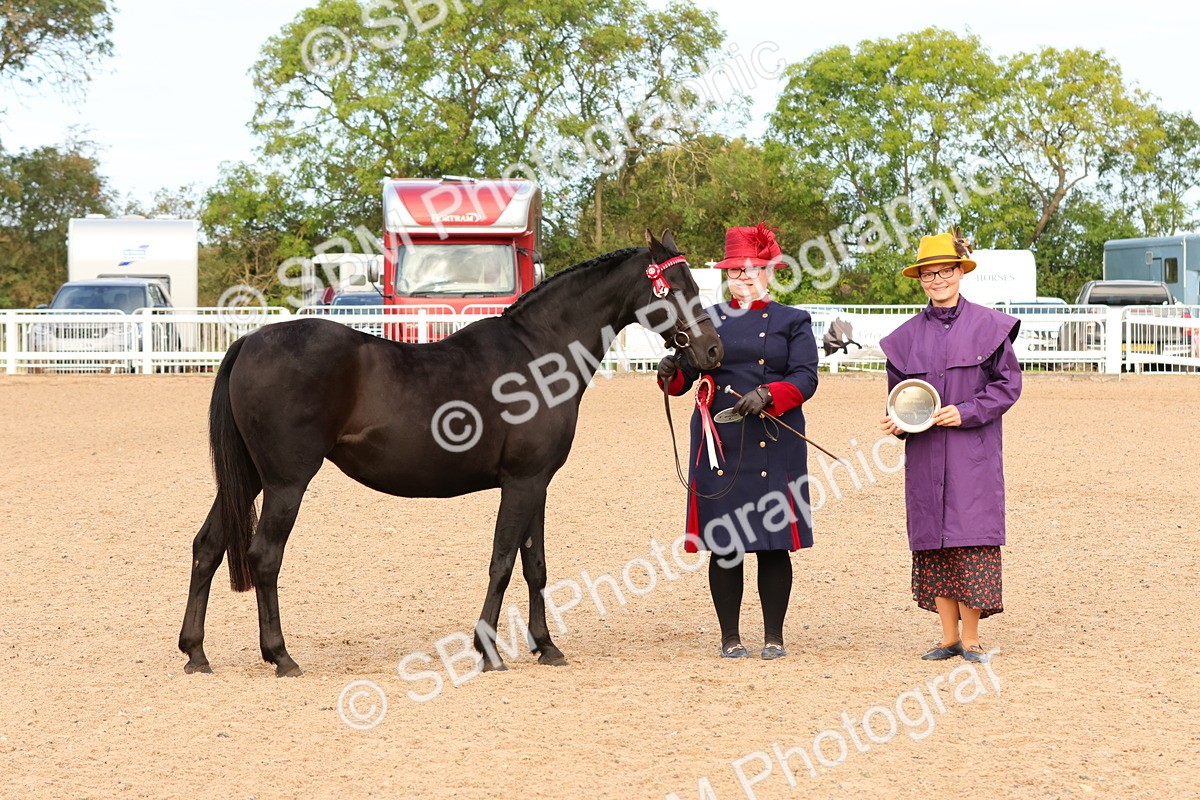 SBM_16608 - Class 702 - IH Show Horse - Pony