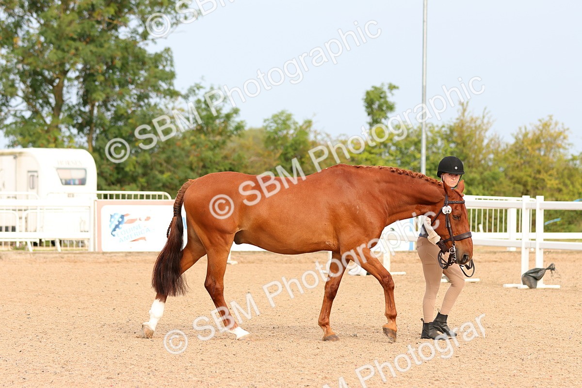 SBM_16588 - Class 702 - IH Show Horse - Pony