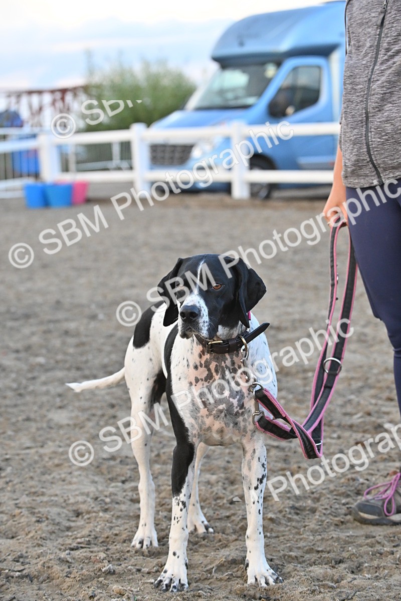 SBM_09584 - Lorry Dogs