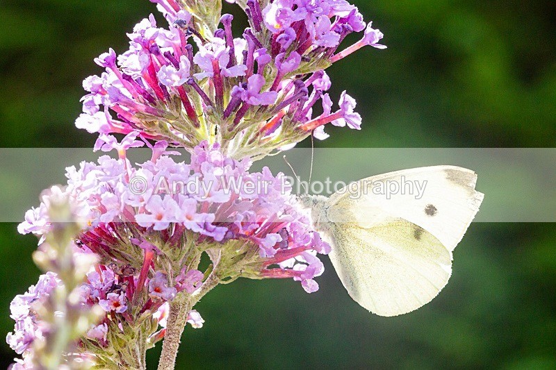 20180801-3K8A2874 - Butterflies & Moths