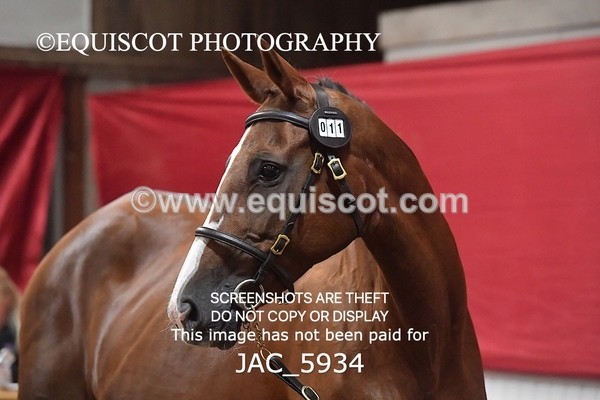 JAC_5934 - 11 Pandora of Westoak