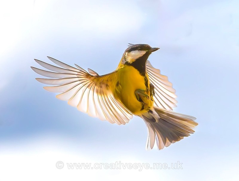No.0088 Blue tit - Animal world