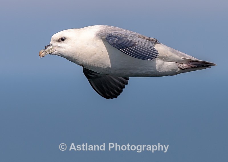 Astland Photography, Bird and Wildlife Images.