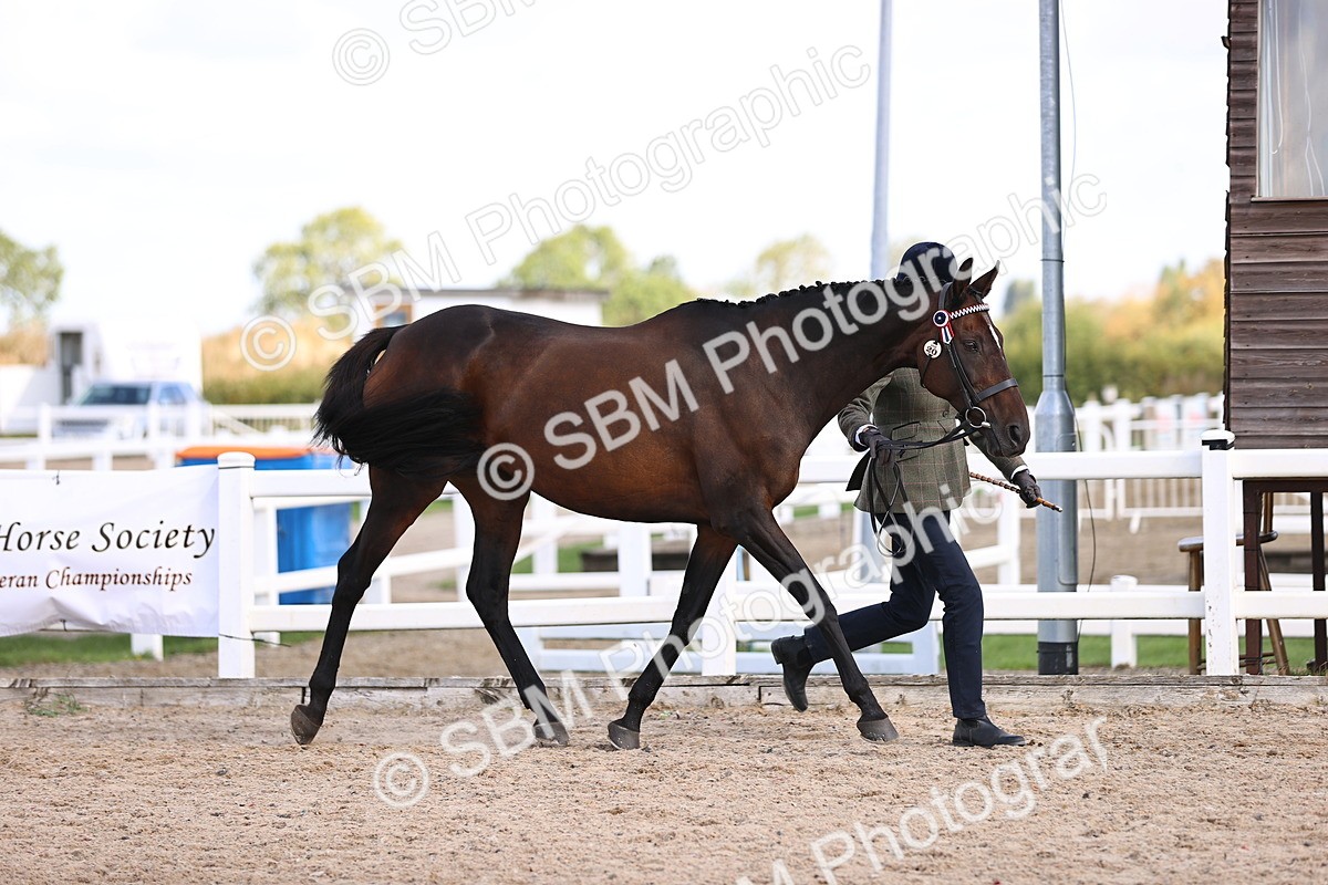 SBM_11513 - Class 407 - IH Hack-Riding Horse