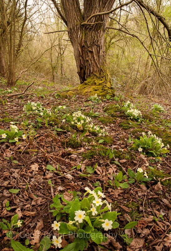 Primroses near Eardington Mill - The Literary Landscape of Shropshire