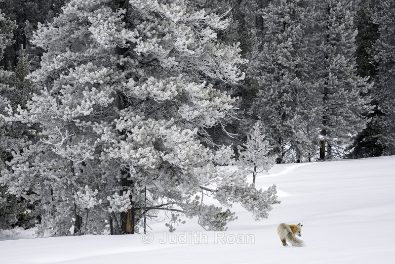 Yellowstone Red Fox - Yellowstone