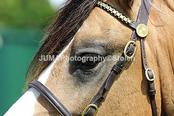 SIAL6967 - Ring 1
