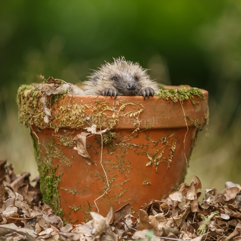 Hedgehog SD2529 - Greeting Cards