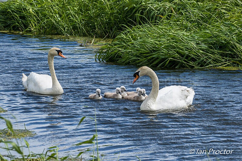 Mute Swans & Cygnets - Broad Water 2020 - No.7 - Nature
