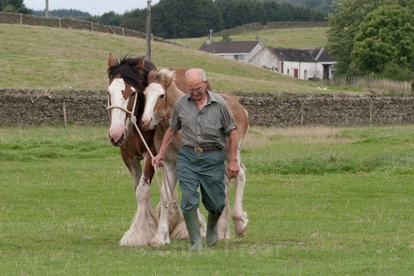 16 - Clydesdales