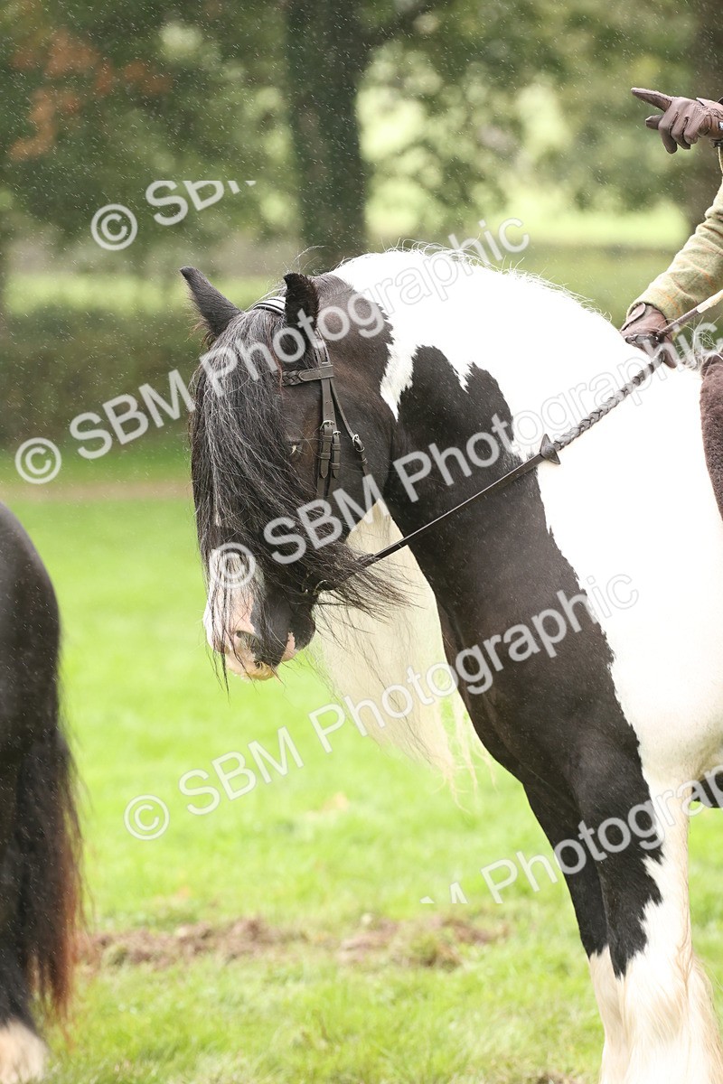SBM_72783 - S70 - Traditional Cob Ridden