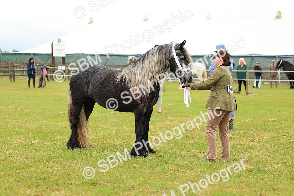 SBM_00384 - Class 58-67 - M&M Non Welsh Pony In hand