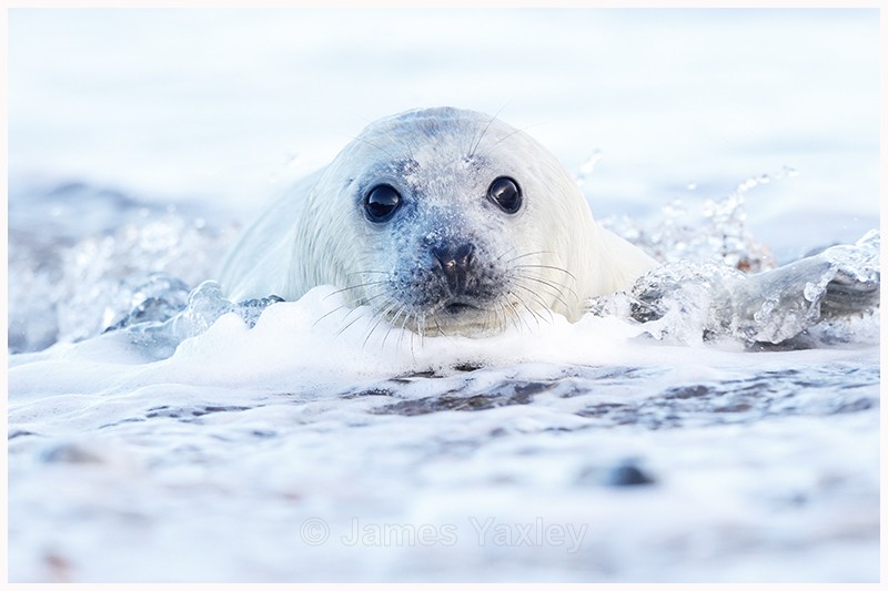 Inquisitive Seal Pup  - Latest Work
