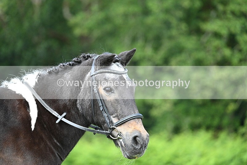 WJ7_1676 - Class 11 Condition & Turnout