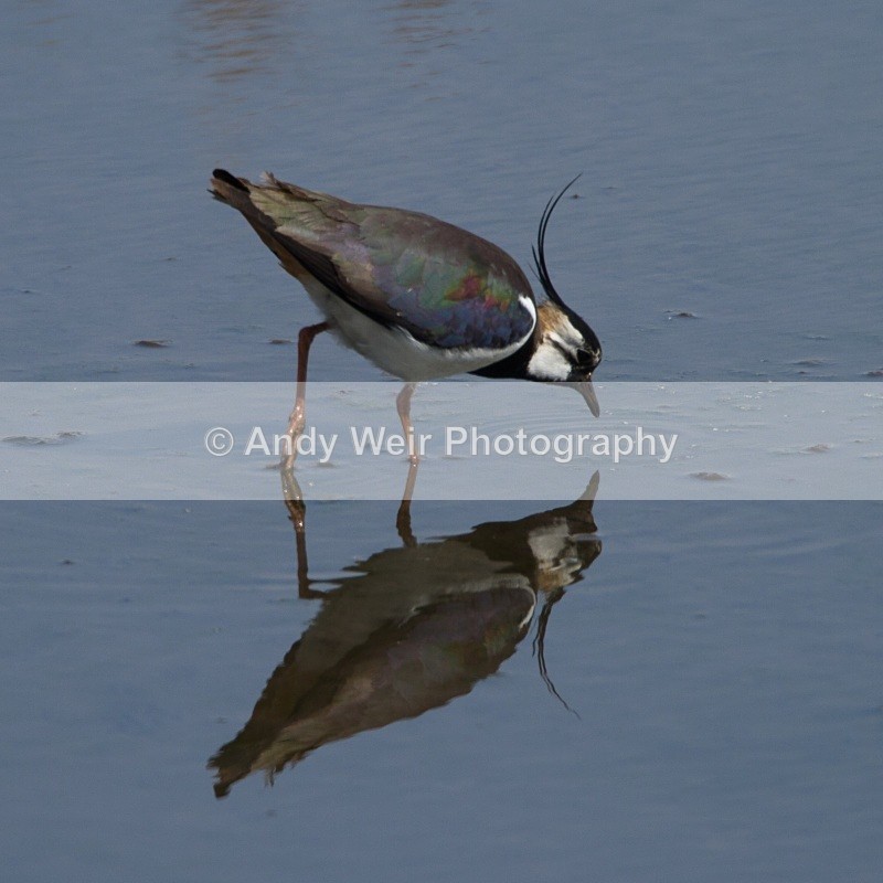 20110425-IMG_5053 - Lapwing