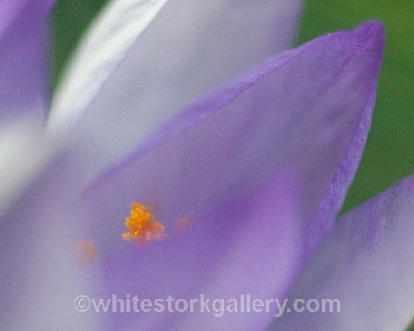 Crocus - Up Close !